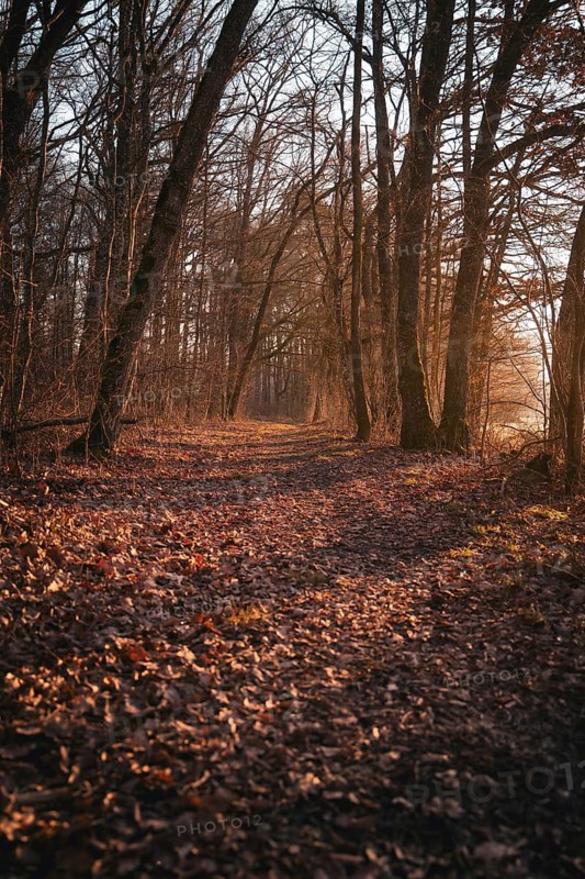 A lonely forest path is covered with brown leaves, Gechingen, district of Calw, Black Forest, Germany