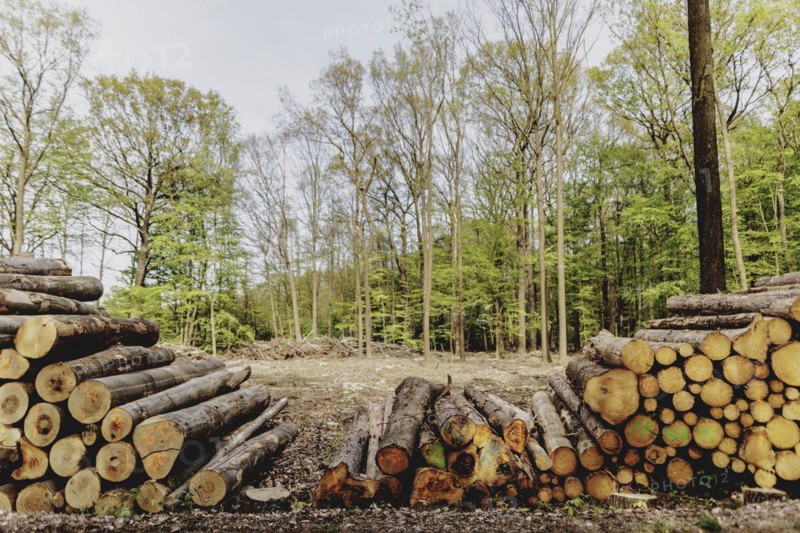 Felled wood in Waldhufen, 12.04.2024
