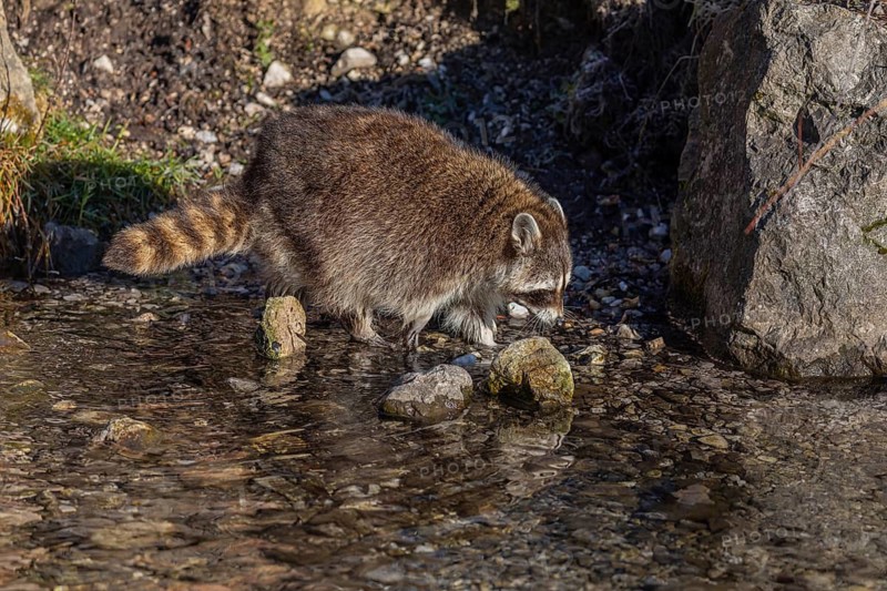 One Raccoon, Procyon lotor, looking for food between the pebbles in shallow water