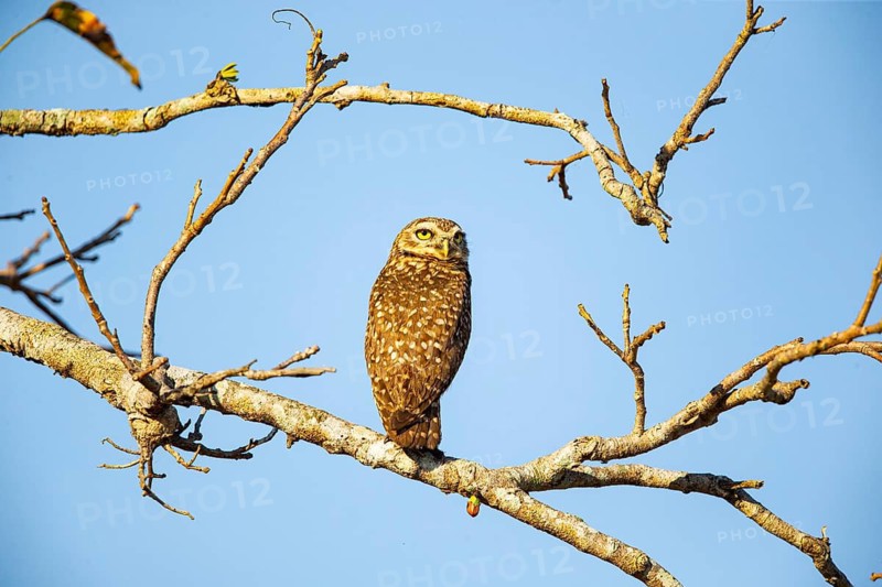 Burrowing owl (Speotyto cunicularia) Pantanal Brazil