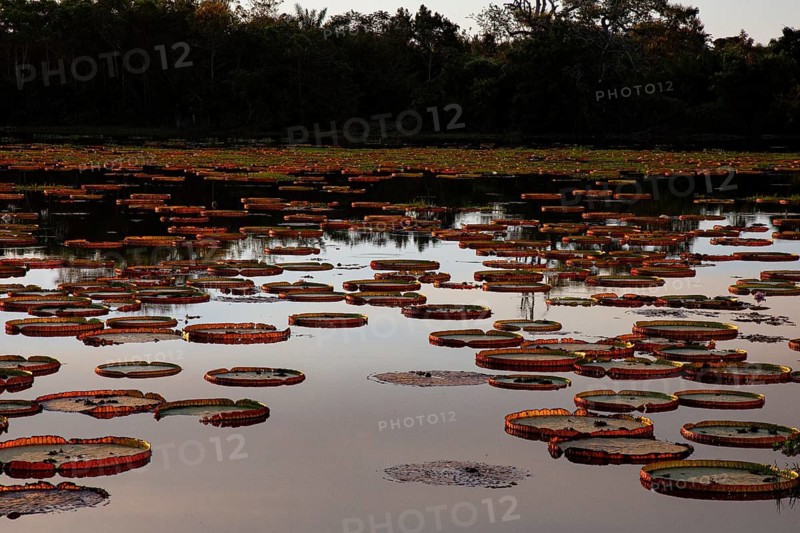 Giant water lily (Victoria amazonica) Pantanal Brazil