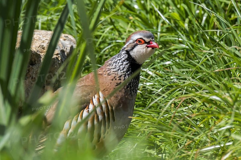 Red-legged partridge (Alectoris rufa), French partridge foraging in meadow, grassland