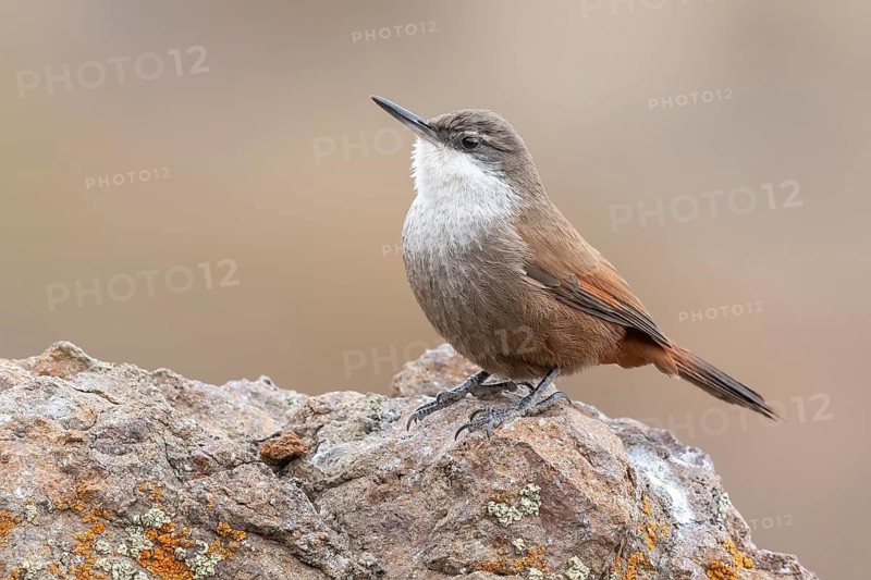 Crag Chilia (Ochetorhynchus melanurus) perched on a rock, Metropolitana, Chile