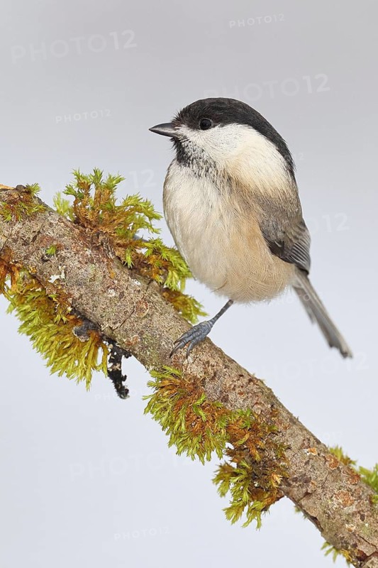 Willow Tit (Parus montanus), Willow Tit (Parus montanus) sitting on a branch overgrown with moss, Wildlife, Animals, Birds, Wilnsdorf, North Rhine-Westphalia, Germany