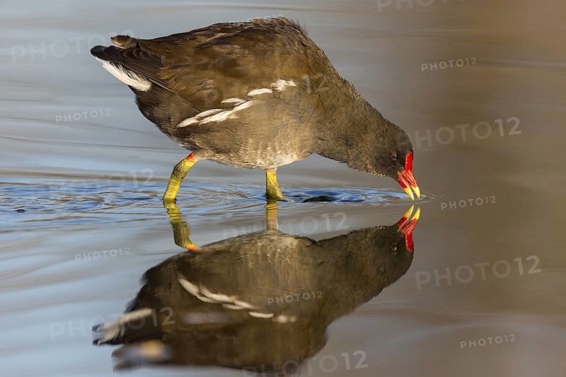 Moorhen, moorhen, moorhen, Gallinula chloropus, rail, rails, animals, birds, Rosensteinpark, Stuttgart, Baden-Würrttemberg, Germany