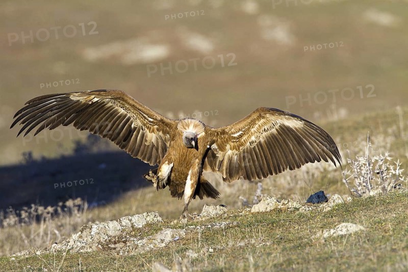 Griffon Vulture (Gyps fulvus) flying, Castile-La Mancha, Spain