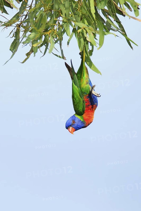 Rainbow Lorikeet (Trichoglossus moluccanus), Queensland, Australia