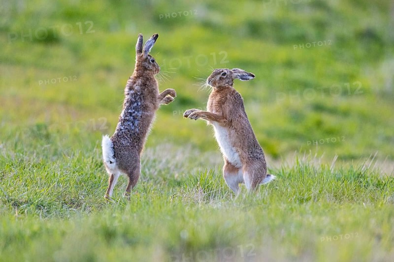 European hare (Lepus europaeus) Mating season Germany