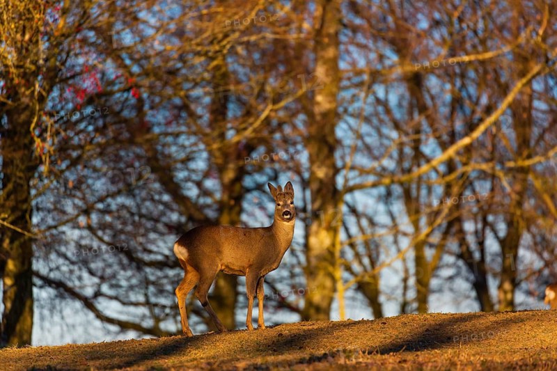 One male Roe Deer, (Capreolus capreolus), walks on a meadow at a forest edge