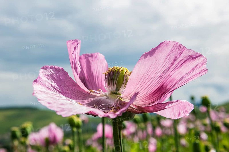 Opium poppy (Papaver somniferum), opium poppy field, Erlenbach, near Heilbronn, Baden-Württemberg, Germany