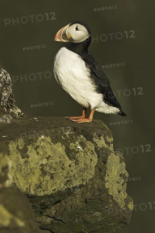 Atlantic Puffin (Fratercula arctica), Iceland
