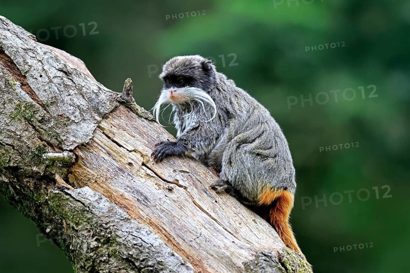 Emperor bearded tamarin (Saguinus imperator subgrisescens), adult, on tree, alert, South America