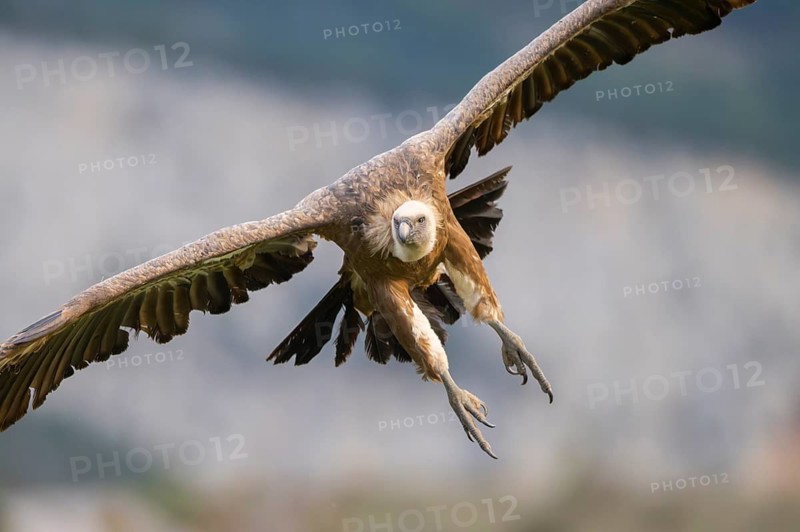 Griffon Vulture (Gyps fulvus) in flight, approaching in the mountains, Pyrenees, Catalonia, Spain