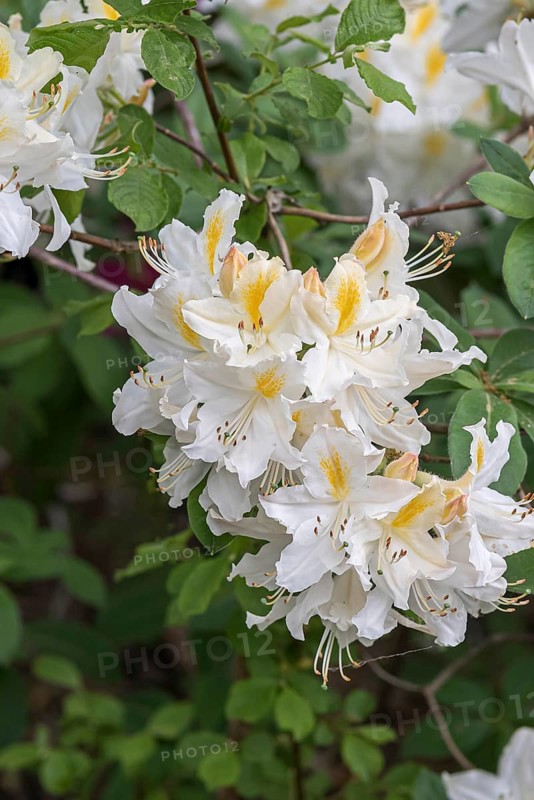 Knaphill azalea (Rhododendron 'Persil')