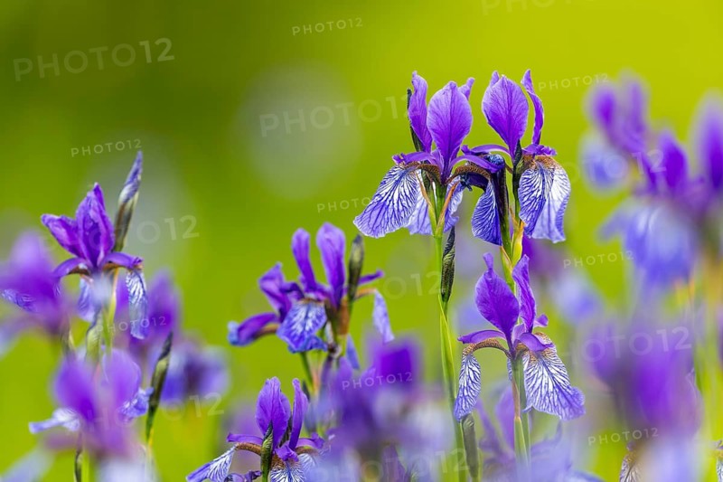 Siberian iris (Iris sibirica), Iris family (Iridaceae), Eriskircher Ried, Baden-Württemberg, Baden-Württemberg, Germany