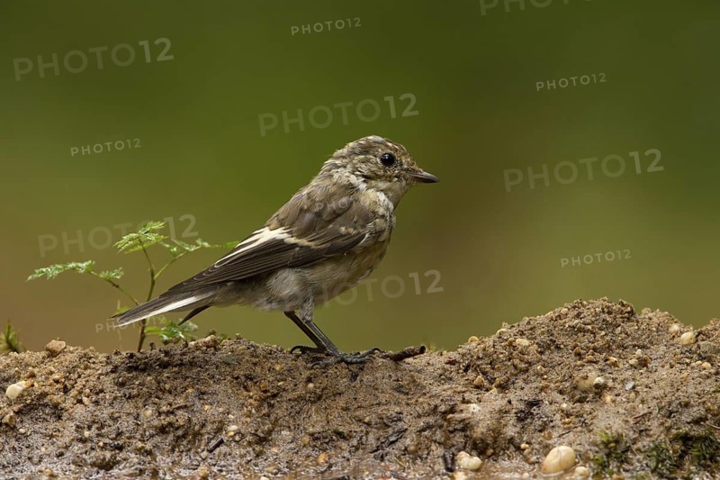 European Pied Flycatcher (Ficedula hypoleuca) juvenile, Utrecht, Netherlands