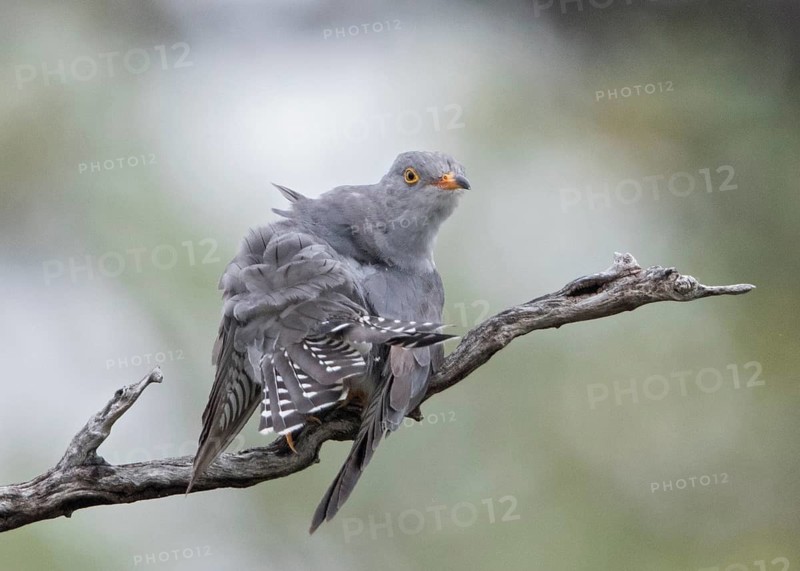 African Cuckoo (Cuculus gularis) perched on a branch, Namibia