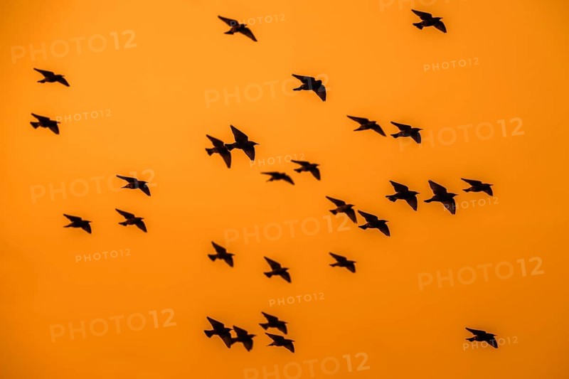 European starling murmuration, large flock of common starlings (Sturnus vulgaris) in flight silhouetted against orange sunset sky