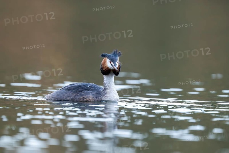 Great Crested Grebe (Podiceps Scalloped ribbonfish), Vulkaneifel, Rhineland-Palatinate, Germany