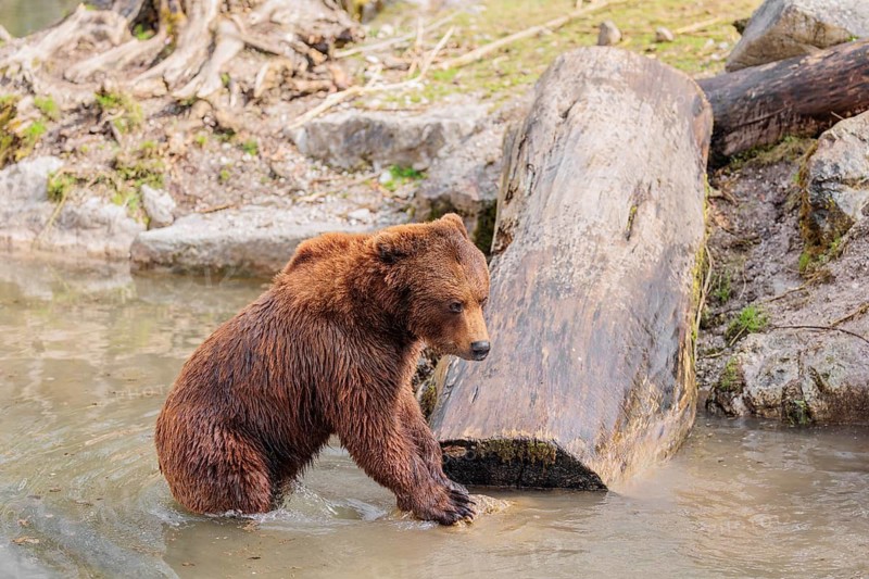 A young male brown bear (Ursus arctos arctos) plays in the water of a small stream