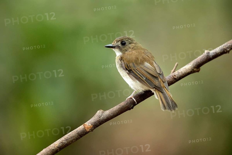 Grey-chested Jungle Flycatcher (Cyornis umbratilis) female perched on a branch, Johor, Malaysia