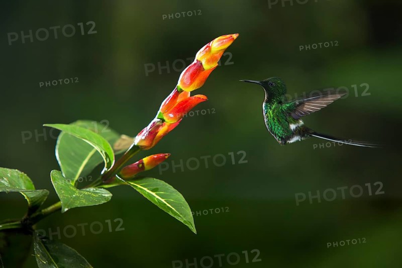 Green Thorntail (Discosura conversii) male flying and feeding on flower nectar, Pichincha, Ecuador