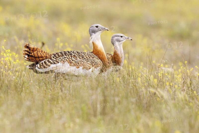 Great Bustard (Otis tarda) pair, Castile, Spain