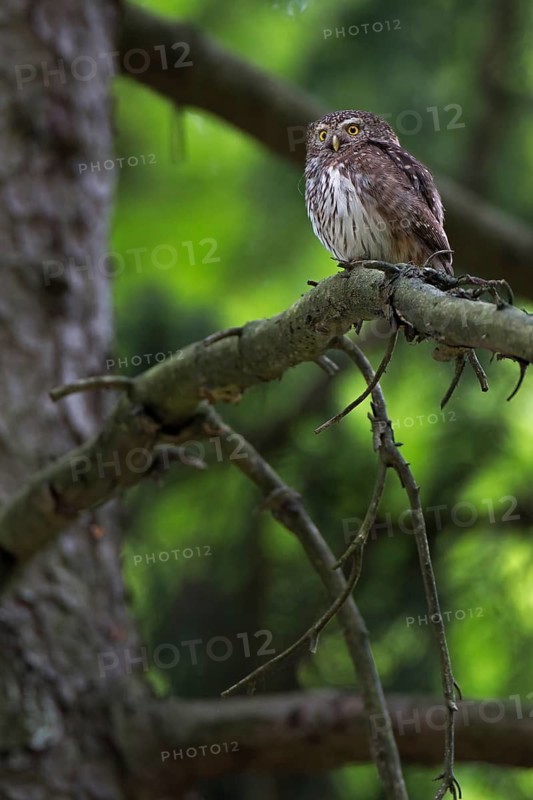 Eurasian Pygmy Owl (Glaucidium passerinum), Saxony, Germany