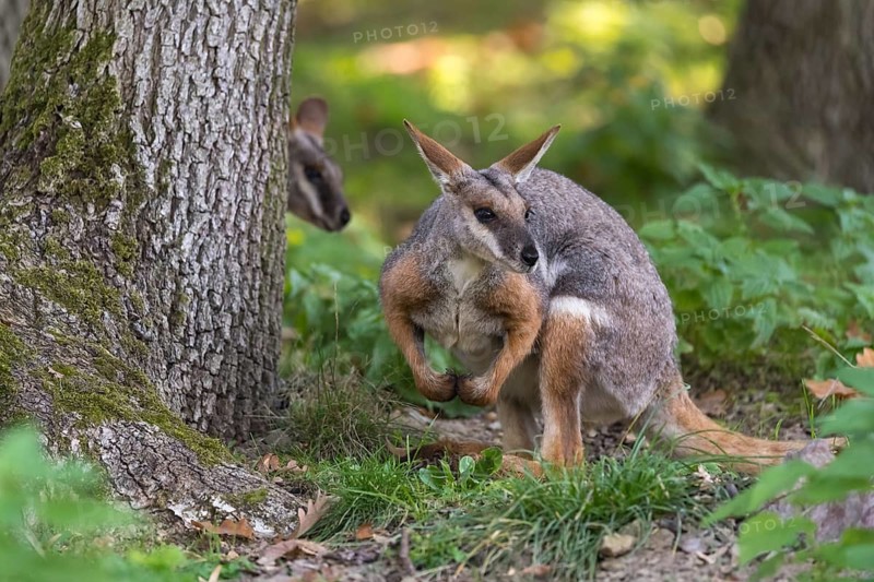 One yellow-footed rock-wallaby (Petrogale xanthopus), or ring-tailed wallaby sitting on grass between rocks and trees. Near threatened (IUCN)