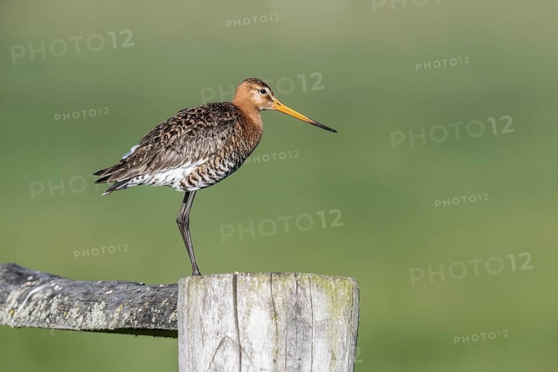Black-tailed godwit (Limosa limosa), Lower Saxony, Germany