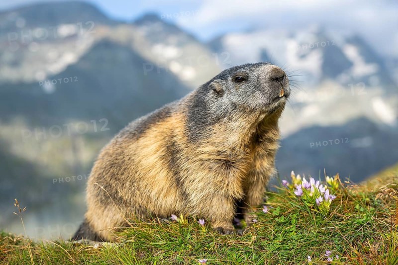 Alpine marmot (Marmota marmota) in autumn, Grossglockner, High Tauern National Park, Austria