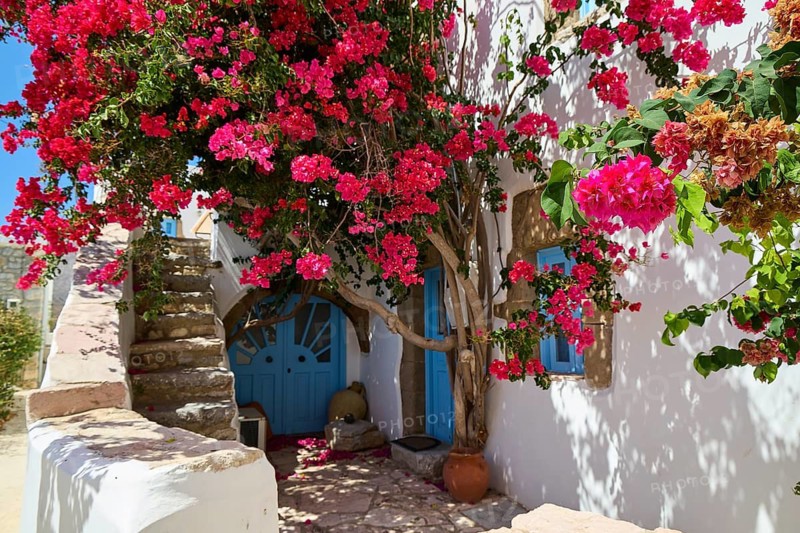 Mediterranean house with bright flowers and blue door in sunlight, Megalo Chorio, Zero Waste Island, Tilos, Dodecanese, Greek Islands, Greece