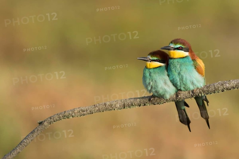 European Bee-eater (Merops apiaster) pair perched on a branch, Portalegre, Portugal