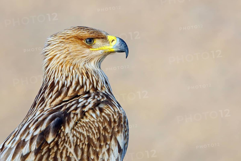Imperial eagle, (Aquila heliac), animals, birds, eagles, birds of prey, biotope, habitat Raysut Waste Disposal, Oman, Middle East