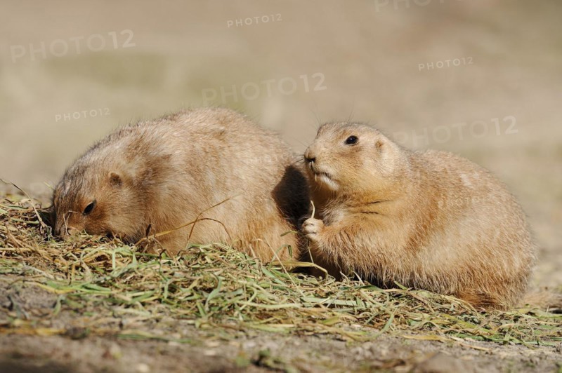 Black-tailed prairie dogs (Cynomys ludovicianus), captive, occurring in North America