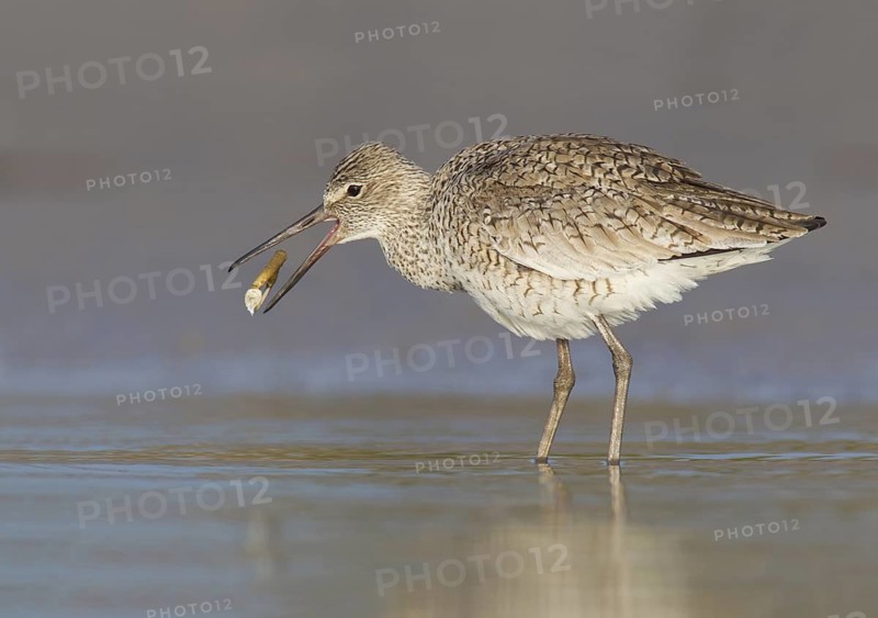 Willet (Tringa semipalmata), Florida, USA