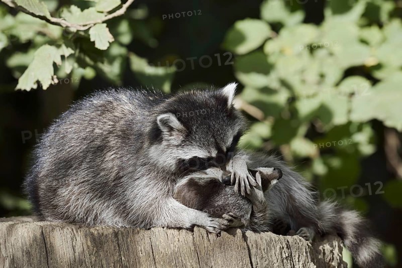 Raccoon (Procyon lotor) playing with young, North Rhine-Westphalia, Germany