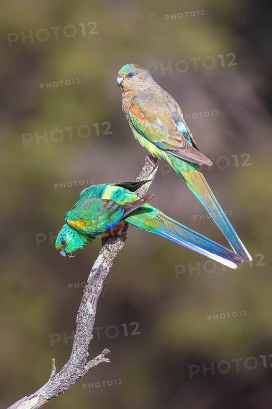 Mulga Parrot (Psephotellus varius) pair perched on a branch, Victoria, Australia