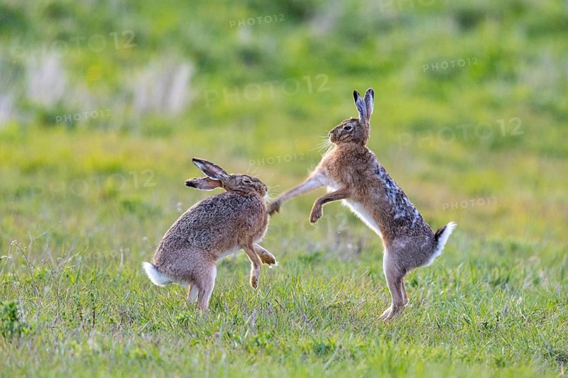 European hare (Lepus europaeus) Mating season Germany