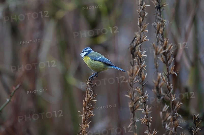 Great tit (Parus major) at the seed head of an evening primrose, Bavaria, Germany