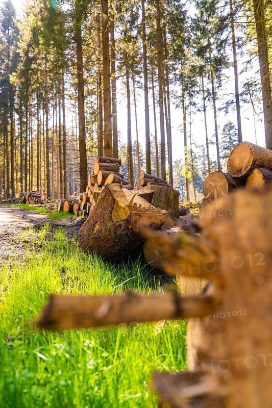 Felled tree trunks neatly stacked in a sunny forest, Calw, Black Forest, Germany