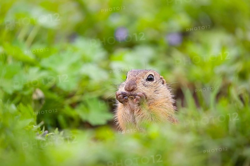 An adult European ground squirrel (Spermophilus citellus) or European souslik sits next to its burrow in green grass, eating something