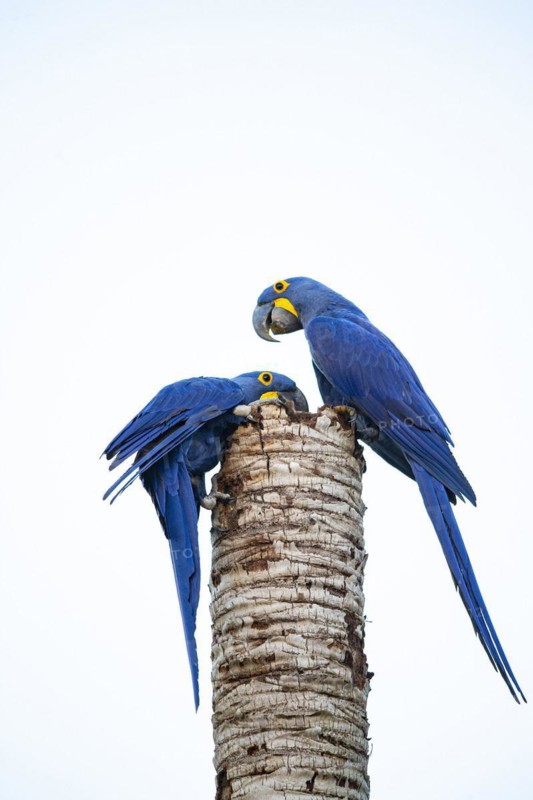 Hyacinth Macaw (Anodorhynchus hyacinthinus) Pantanal Brazil