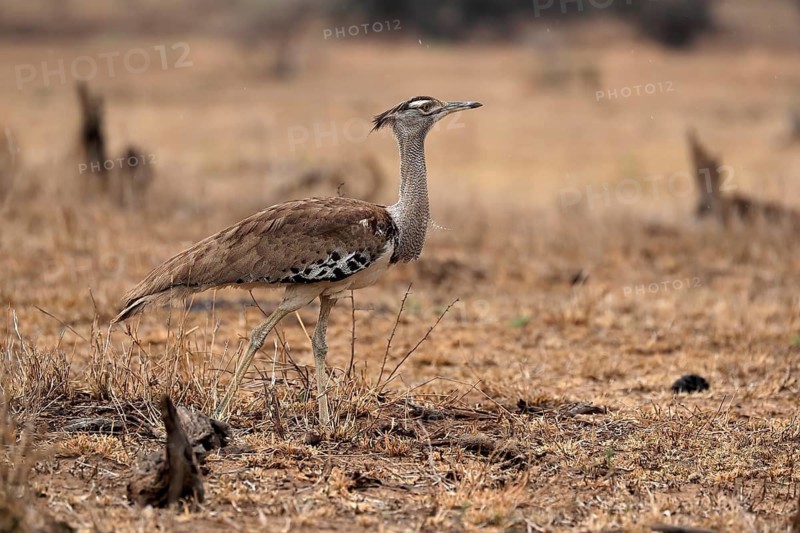 Giant bustard, Kori bustard (Ardeotis kori), adult, foraging, alert, Kruger National Park, Kruger National Park, Kruger National Park South Africa