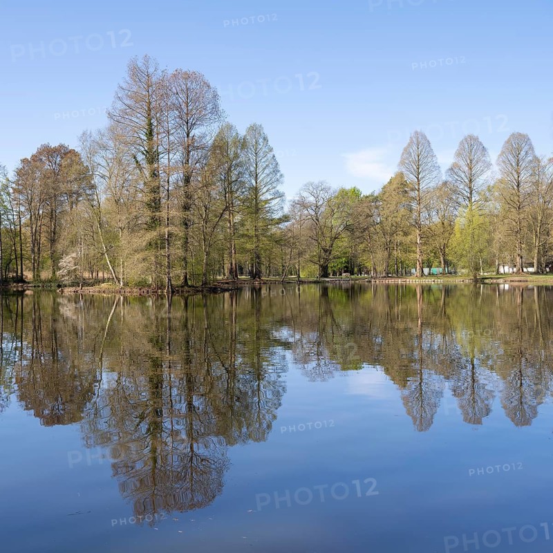 Ibrüggers pond in the municipal park, trees on the bank, reflection, Gütersloh, Westphalia, North Rhine-Westphalia, Germany