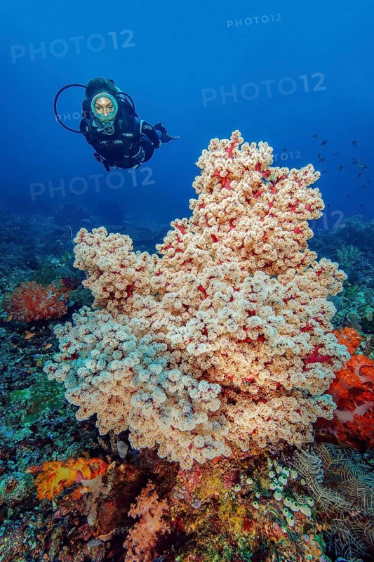 Diver looking at large horn coral (Melithaea) with outstretched polyps in colourful vibrant intact healthy tropical coral reef, Pacific Ocean, Flores, Indonesia