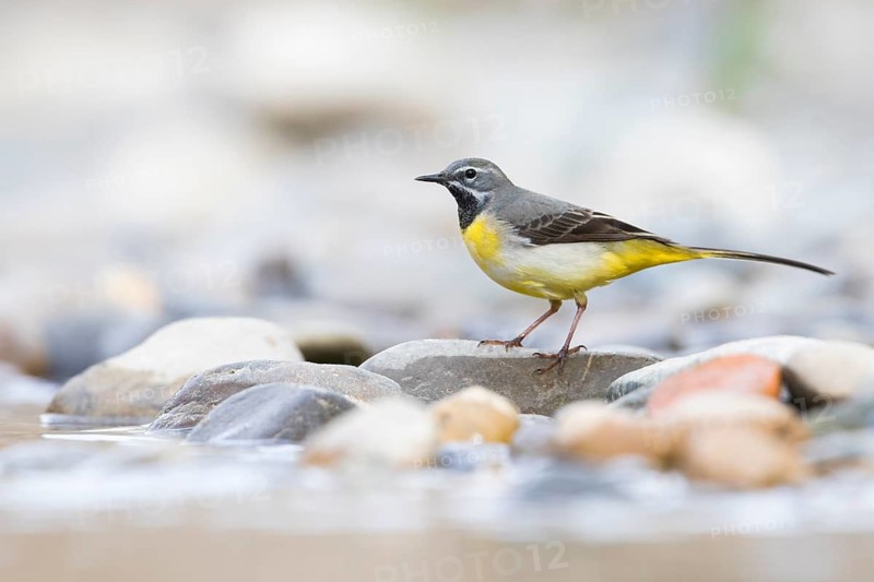 Grey Wagtail - Gebirgsstelze - Motacilla cinerea ssp. cinerea, Germany