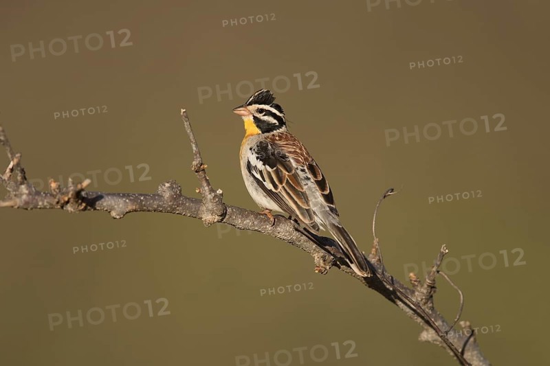 Somali Bunting (Emberiza poliopleura) male, Ethiopien