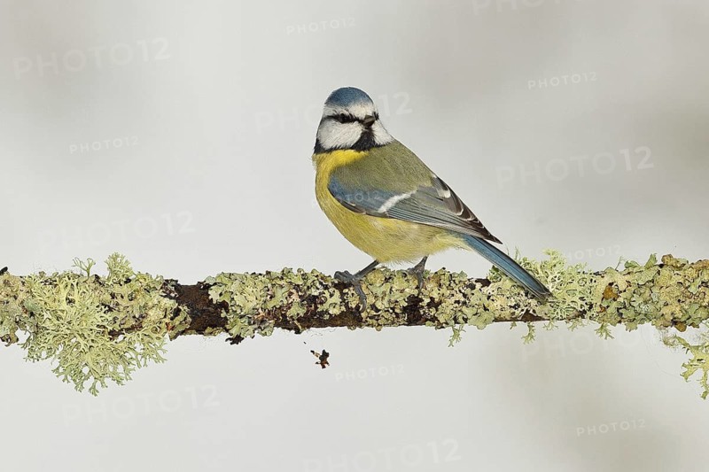 Blue tit (Parus caeruleus), sitting on a branch overgrown with reindeer lichen (Cladonia rangiferina), North Rhine-Westphalia, Germany