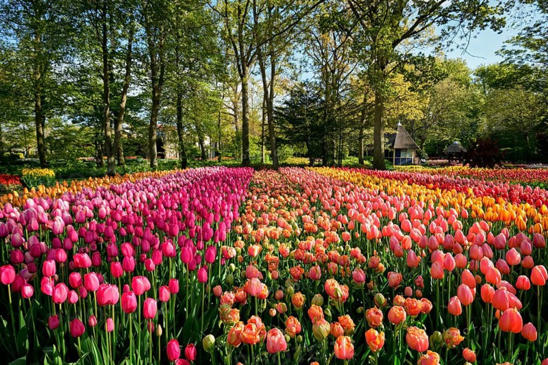 Blooming tulips flowerbed in Keukenhof flower garden, also known as the Garden of Europe, one of the world largest flower gardens and popular tourist attraction. Lisse, the Netherlands